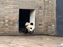 -都江堰中华大熊猫苑
