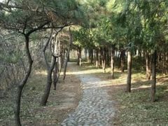 -云岗森林公园