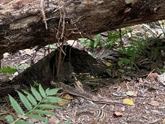 -五营红松林海景区