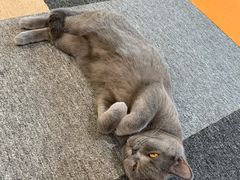 -米宠家·撸猫猫咖小萌宠·猫咪洗澡·猫咪寄养(高新大都荟店)