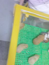 -神奇动物撸宠馆·羊驼·小浣熊·异宠(豫园店)