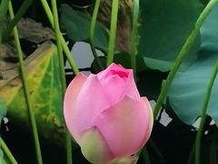 -荔湾湖公园