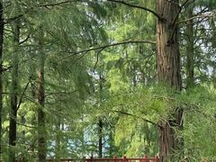 -四明山国家森林公园