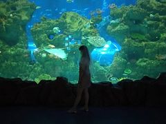 -芜湖新华联大白鲸海洋公园