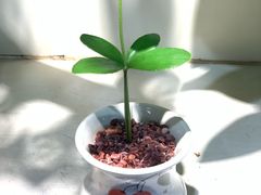 -花言草语(灵山路店)