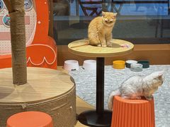 -米乐乖乖猫咪咖啡馆·猫咖(深圳湾后海汇店)