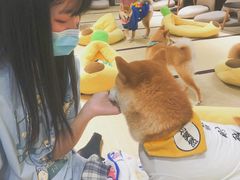 -逗柴咖啡屋·狗咖猫咖宠物桌游