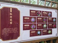 -曹州牡丹园
