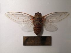 -上海昆虫博物馆