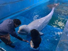 -芜湖新华联大白鲸海洋公园