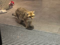 -飞行喵MR PILOT|猫舍·猫咖(静安大融城店)
