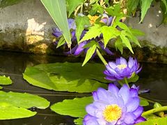 -国家植物园南园