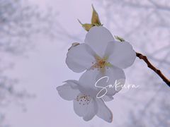 -鸡鸣寺