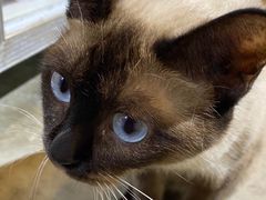 -more than meow吴止猫主题餐厅(承德 中船汇店)