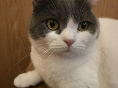 -MOCHA明星猫咖(田子坊店)