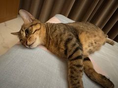 -安安宠医宠物医院·异宠·犬猫内科(岳阳分院)