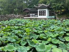 -无锡蠡湖国家湿地公园-蠡园