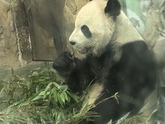 -成都动物园
