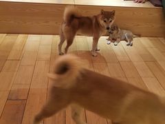 -喜柴咖啡·柴犬狗咖