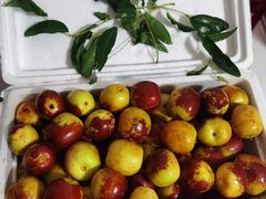 -沾化冬枣生态旅游区