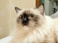 -佳雯宠物医院·皮肤科·内外科(春晓路分院)