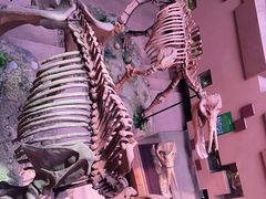 -陕西自然博物馆