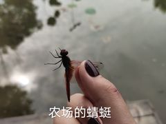 -洪湖家庭农场·团建·露营·会议