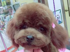 -家有小宠宠物美容(双楠街店)