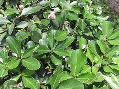 -二中酸辣汤(无锡梁溪区店)