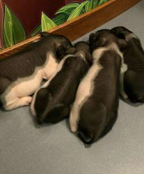 -萌宠亲子动物乐园(槐房万达店)