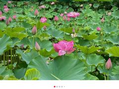 -沐仙湖湿地公园