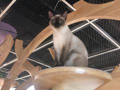 -猫和宫(六道口店)