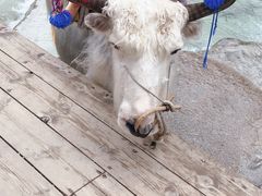 -玉龙雪山游客服务中心