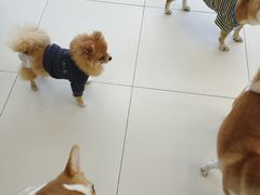 -怪兽屋·羊驼·猫咖·狗咖(俊华广场店)