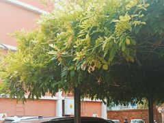 -北京大学燕东园