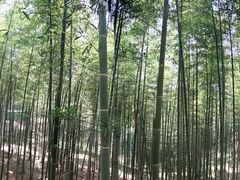 -陶祖圣境风景区