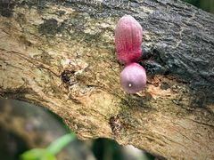 -广州兰圃