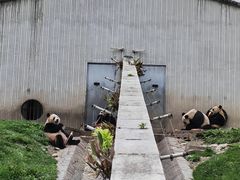 -卧龙中华大熊猫苑神树坪基地