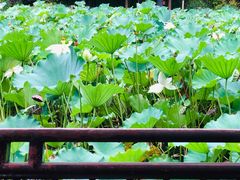 -上海醉白池公园