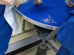 -瑞派动物医院·猫专科·至诚(江南中分院)