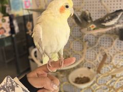 -吉丁鸟咖·异宠·寄养
