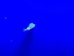 -江和美海洋公园