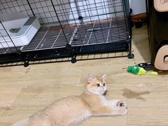 -东方名猫馆·英短金渐层布偶猫舍(环线广场1号楼店)