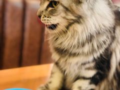 -猫小院猫主题餐厅(三里屯店)