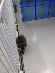 -神奇动物撸宠馆·羊驼·小浣熊·异宠(豫园店)