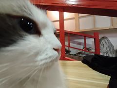 -白兔子密室(长寿路店)