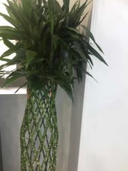 -悟空祛痘·诺奖技术专业店