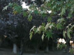 -昆山城市生态森林公园