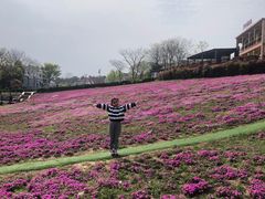 -大塘金香草谷