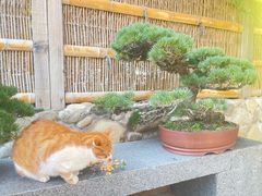-龙华寺